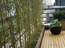 陽(yáng)臺(tái)綠化C