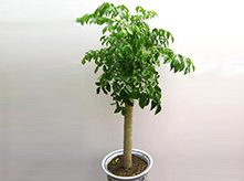 幸福樹植物養(yǎng)護(hù)租賃