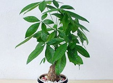 小發(fā)財(cái)樹(shù)