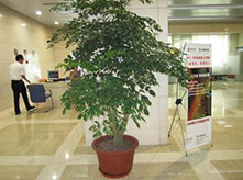 植物養(yǎng)護(hù)租賃幸福樹