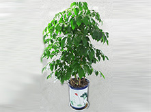 綠寶幸福樹養(yǎng)護(hù)