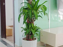 巴西木盆景養(yǎng)護(hù)