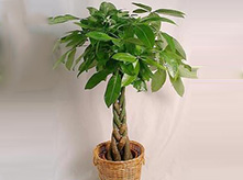 五編發(fā)財(cái)樹(shù)