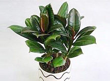 橡皮樹(shù)植物養(yǎng)護(hù)