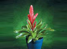 紅玉扇開(kāi)花植物