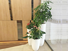 組合花卉景觀(guān)C