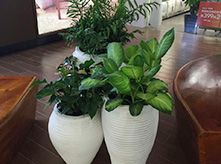 組合花卉景觀(guān)B